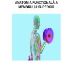 Anatomia funcțională a membrului superior
